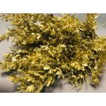 Mimosa Mimoos Acacia Luxury Gold 60cm (pk)