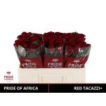 Roos 50cm Red Tacazzi (Pride of Africa)