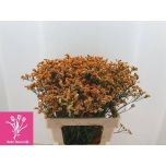 Limonium Parkjuur Orange Dia 65cm