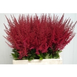 Astilbe Paul Gaarde 60cm