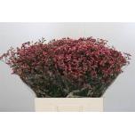 Limonium Parkjuur China Red 60cm