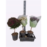 Chrysanthemum Krüsanteem indi op stam mixed trolley 23cm