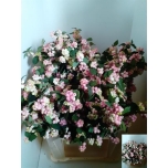 Symphoricarpos Lumimari Magic Pride 55cm