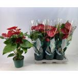 Anthurium andr Flamingolill arebo 17cm