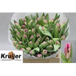 Tulp pa Gander Parrot