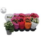 Kalanchoe blossfeldiana double rose flowers mixed 12cm