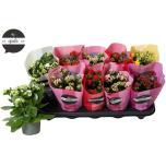 Kalanchoe blos Kalanhoe mix 10,5cm