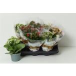 Kalanchoe double flowers mix 10,5cm