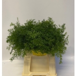 Asparagus Dens Cwebe 40cm (pk)