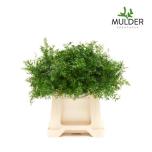 Asparagus Dens Cwebe 40cm (pk)