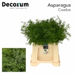 Asparagus dens cwebe 45cm (pk)