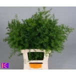 Asparagus Dens Cwebe 60cm (pk)