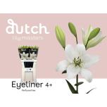 Lilium Liilia LA Eyeliner 90-95cm