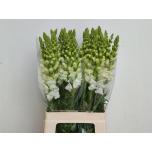 Antirrhinum Lõvilõug Poto Ivory White 70cm