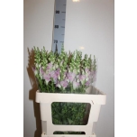 Antirrhinum maryland lavender 60cm