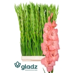 Gladiolus Gladiool Sugar Babe 120cm