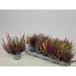 Calluna vulg Kanarbik nova mixed 4 colour 13cm