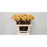 Dahlia Daalia Dec Yellow Jil 60cm