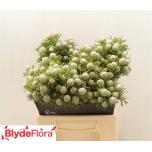 Leucadendron Valgepuu Ayoba Jade Pearl 40cm