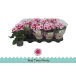 Primula obc Priimula twilly series Touch Me f1 red white 12cm