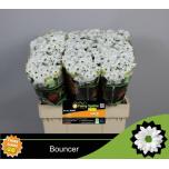 Chrysanthemum Krüsanteem SANTINI Bouncer*25