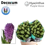 Hyacinthus Hüatsint Purple Voice