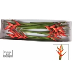 Heliconia Tropical 100cm