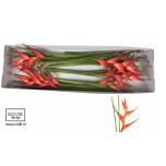 Heliconia Tropical 70cm