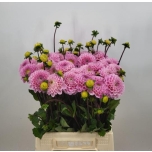 Dahlia Daalia Ball Wizzard Of Oz 45cm	