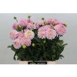 Dahlia Daalia Ball Wizzard Of Oz 45cm	