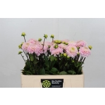 Dahlia Daalia Ball Wizzard Of Oz 50cm	