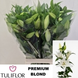 Lilium Liilia OR Premium Blond 90cm