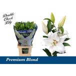 Lilium Liilia OR Premium Blond 95cm