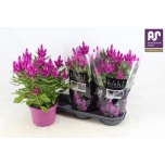 Celosia Deep Purple 19cm