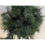 Pinus Alaska 70cm (pk)