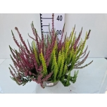 Calluna vulgaris garden girls trio girls 23cm