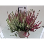 Calluna vulgaris garden girls trio girls 24cm