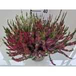 Calluna vulg Kanarbik garden girls trio girls 24cm