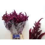 Amaranthus Rebashein Cruen Velvet 80cm