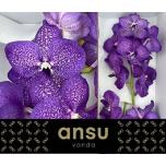 Vanda Violet Blue*16 1õis