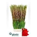 Gladiolus Gladiool Red Balance 125cm