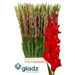 Gladiolus Gladiool Red Balance 130cm