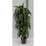 Dracaena frag hawaiian sunshine 31cm