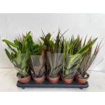 Indoor plants mix green 6 varieties 12cm