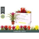 Guzmania mixed 6 varietys 12cm