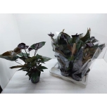 Anthurium black love 17cm