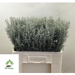 Artemisia Puju Silver Queen 60cm