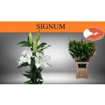 Lilium Liilia OR Signum 90cm