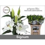 Lilium Liilia OR Signum 90cm