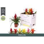 Bromelia other mixed 6 varietys 12cm